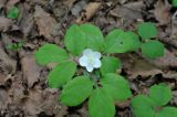 Anemone udensis