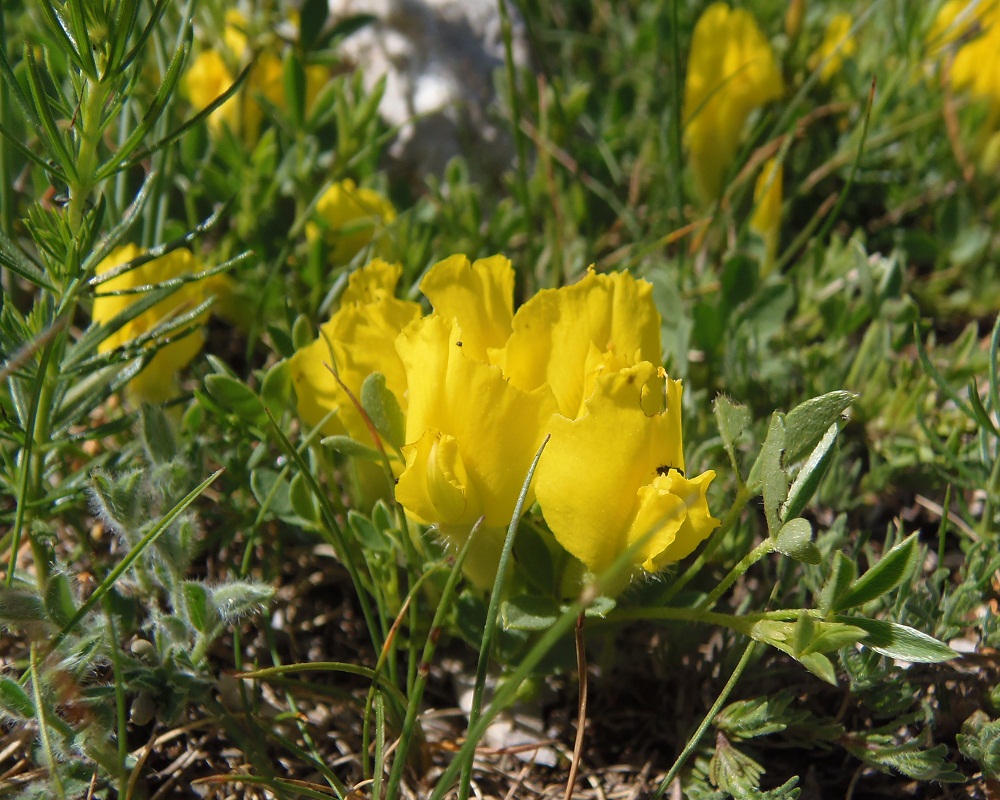 Изображение особи Chamaecytisus wulffii.