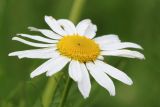 Tripleurospermum inodorum. Соцветие. Ростовская обл., Неклиновский р-н, Носовское с/п, балка Носова. 12.06.2013.