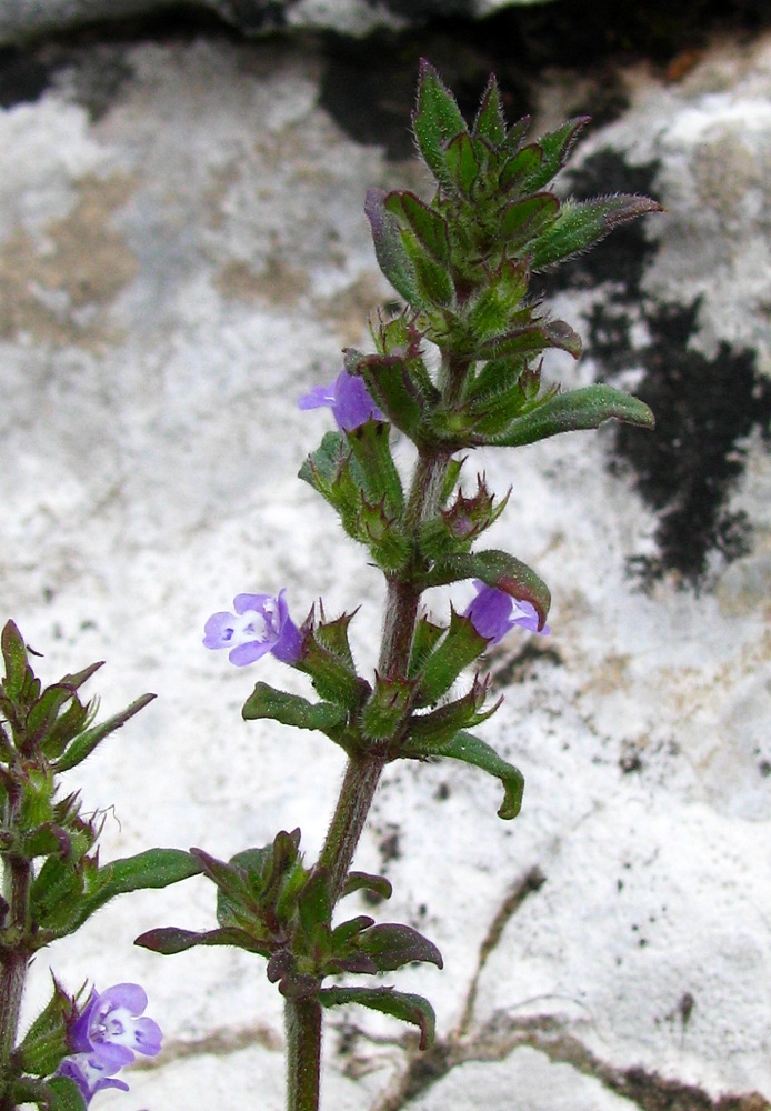 Изображение особи Ziziphora acinos.