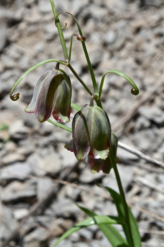 Изображение особи Fritillaria olgae.