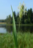 Phleum pratense