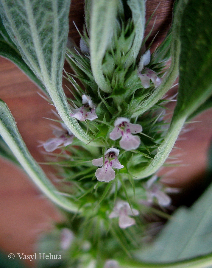 Image of Chaiturus marrubiastrum specimen.