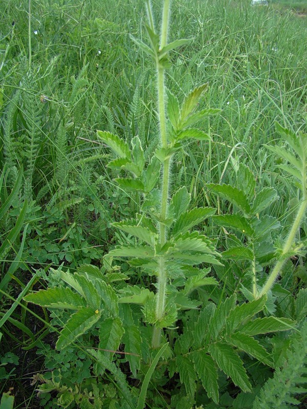 Image of Agrimonia asiatica specimen.