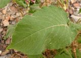 Image of taxon representative. Author is Сергей Одинец