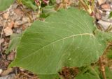 Persicaria orientalis. Лист. Украина, Запорожская обл., Гуляйпольский р-н, окраина г. Гуляйполе, мусорник. 24.08.2013.