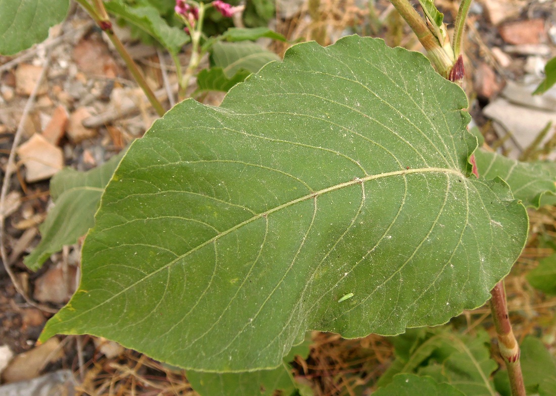 Image of Persicaria orientalis specimen.