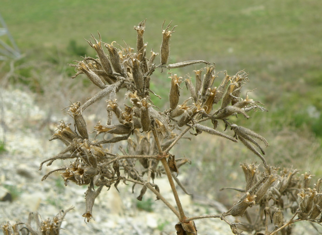 Image of Saponaria glutinosa specimen.