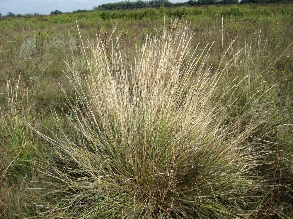 Изображение особи Elytrigia obtusiflora.