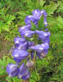 genus Aconitum