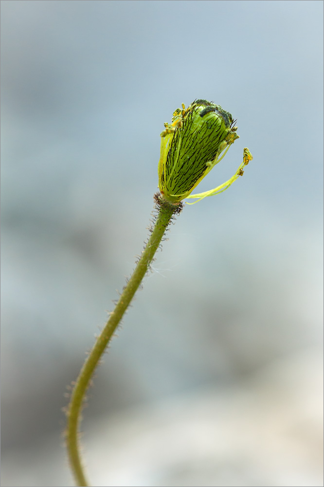 Image of Papaver lapponicum specimen.