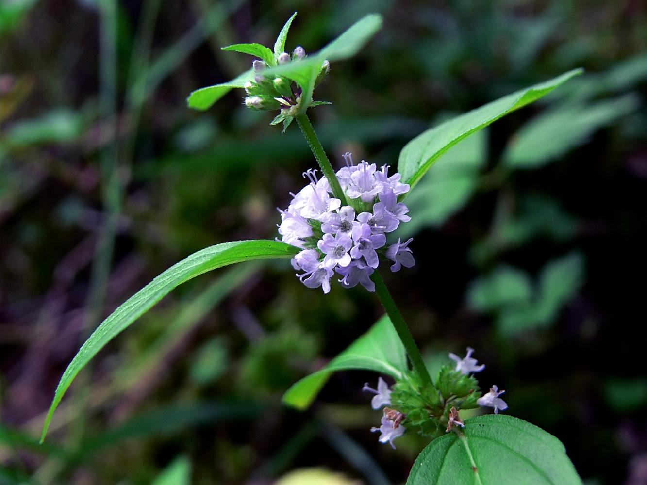 Image of Mentha arvensis specimen.