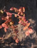 Atriplex aucheri