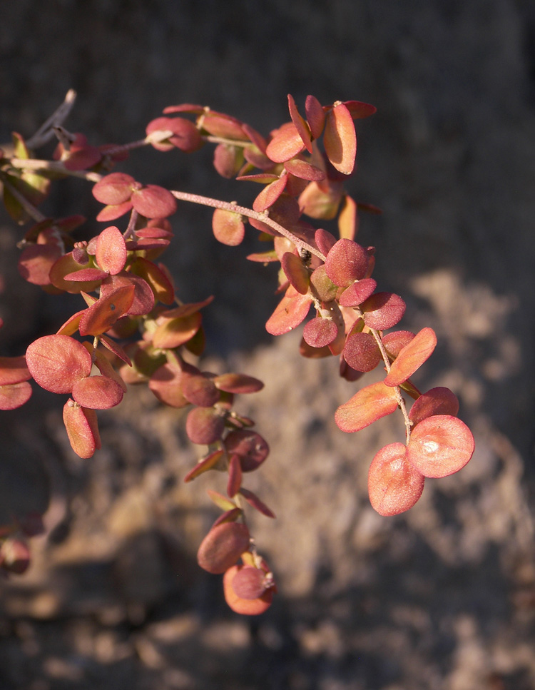 Изображение особи Atriplex aucheri.