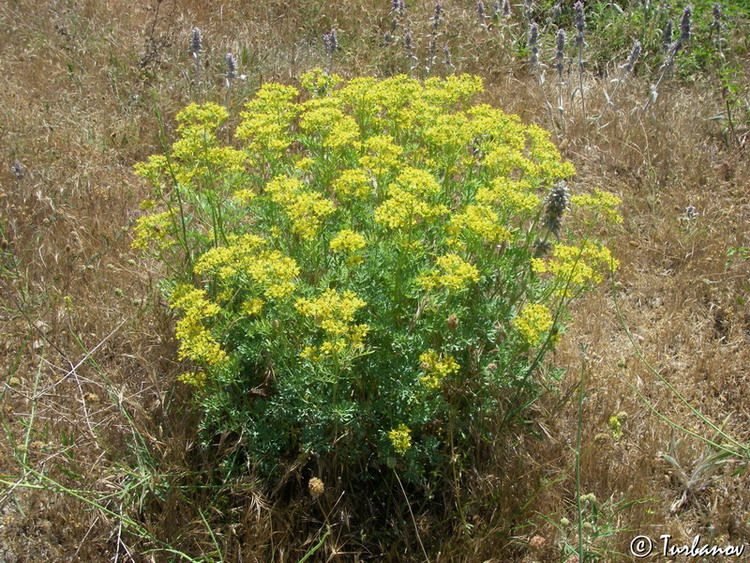 Image of Ruta divaricata specimen.