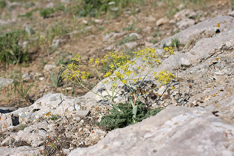 Image of Ferula karataviensis specimen.