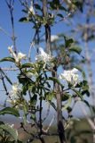 Lonicera nummulariifolia