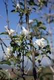 Lonicera nummulariifolia. Ветви с соцветиями. Южный Казахстан, хр. Каржантау, ущ. Кызылбулак, левый склон. 27.05.2013.