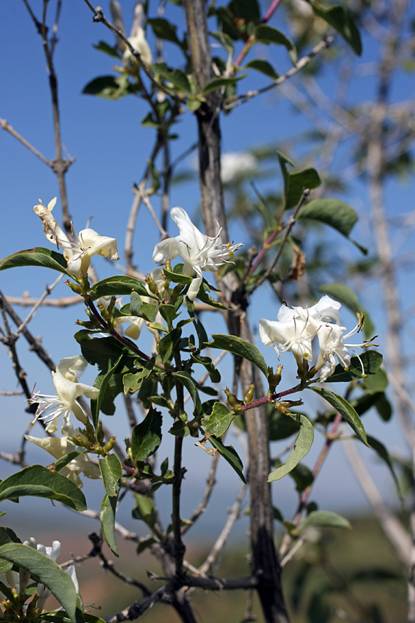 Image of Lonicera nummulariifolia specimen.