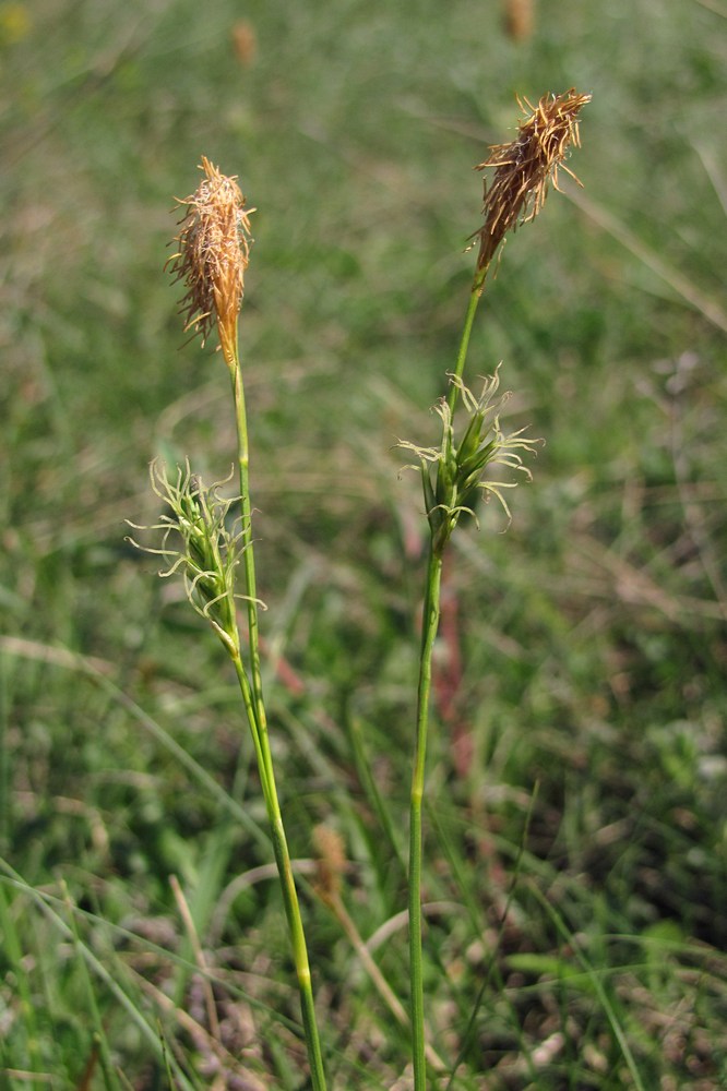 Изображение особи Carex michelii.