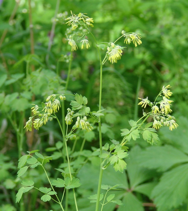 Image of Thalictrum minus specimen.