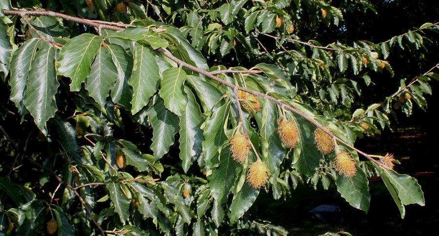 Image of Fagus orientalis specimen.