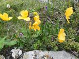 Papaver croceum