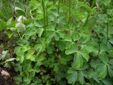 Aquilegia vulgaris