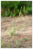 Silene borysthenica. Цветущее растение. Республика Татарстан, Волжско-Камский заповедник. 29.06.2009.