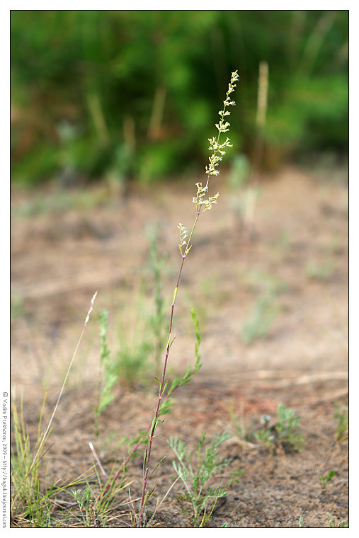 Image of Silene borysthenica specimen.