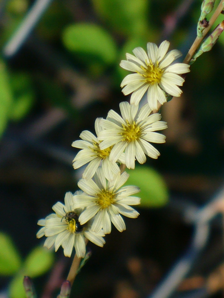 Image of Lactuca saligna specimen.