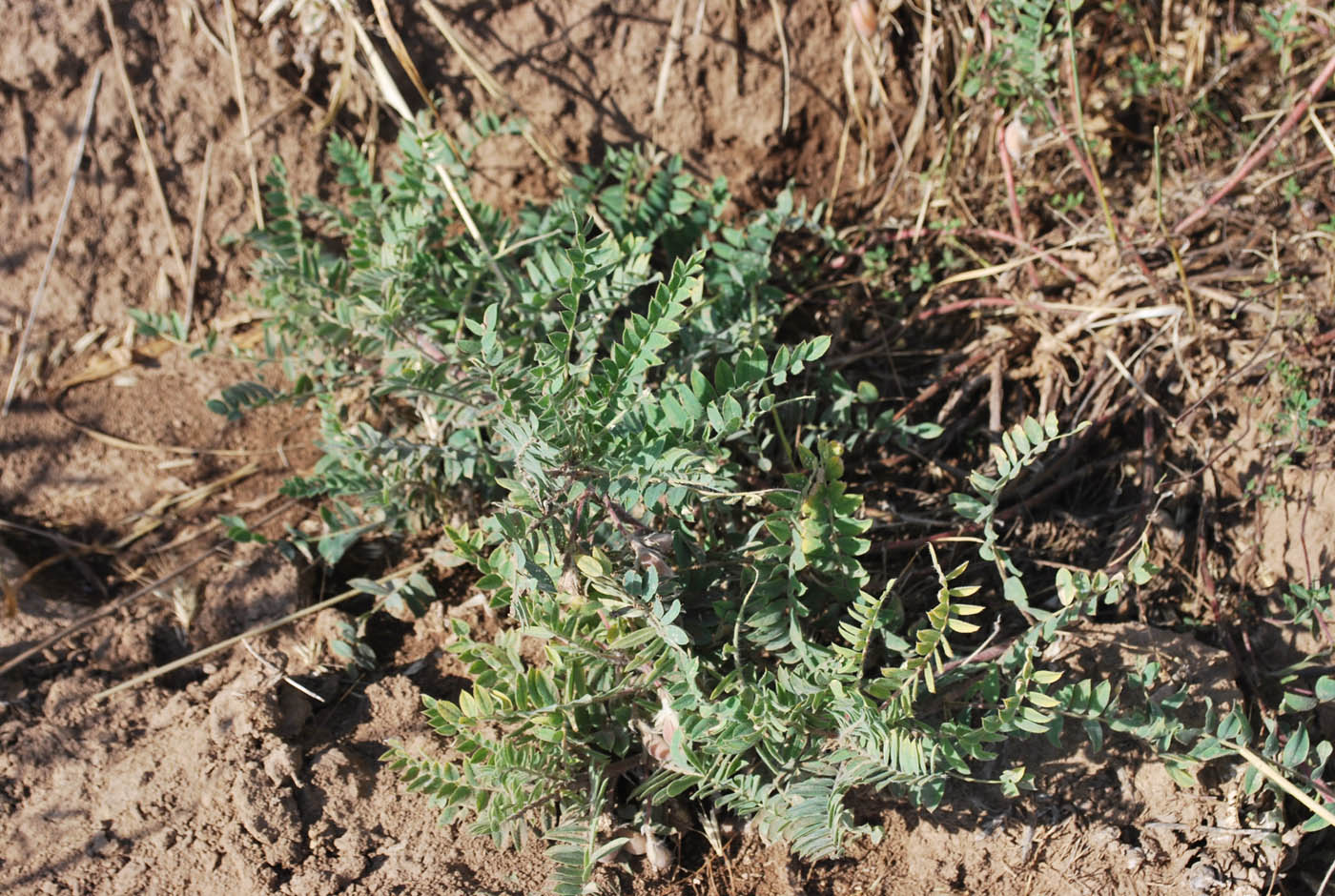 Изображение особи Astragalus amygdalinus.