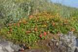 Rubus chamaemorus