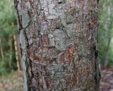 Nothofagus pumilio. Средняя часть ствола. Германия, г. Дюссельдорф, Ботанический сад университета. 02.03.2014.