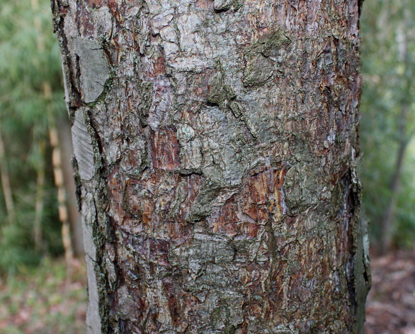 Image of Nothofagus pumilio specimen.