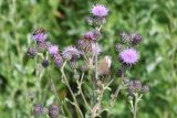 Cirsium setosum. Нераспустившиеся и распустившиеся соцветия с фуражирующей пчелой медоносной (Apis mellifera L). Восточный Казахстан, Уланский р-н, окр. с. Украинка, луг. 08.07.2008.