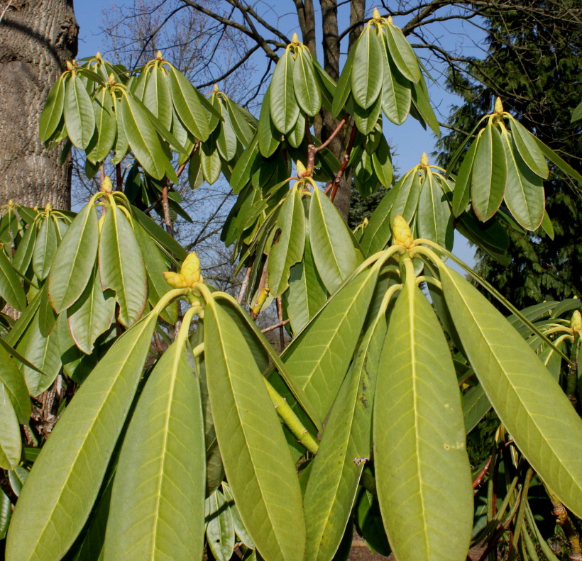 Изображение особи Rhododendron macrophyllum.