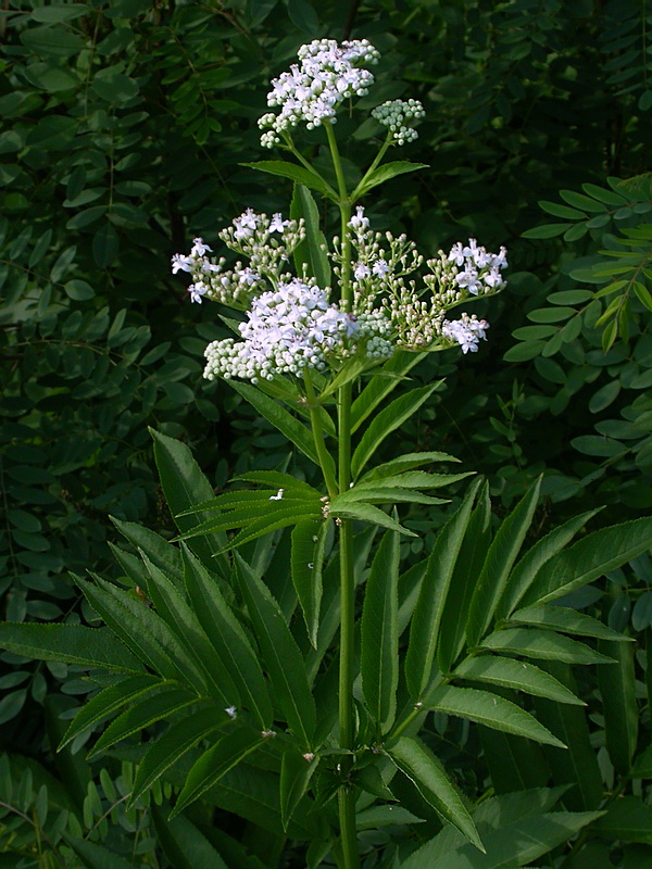 Изображение особи Sambucus ebulus.