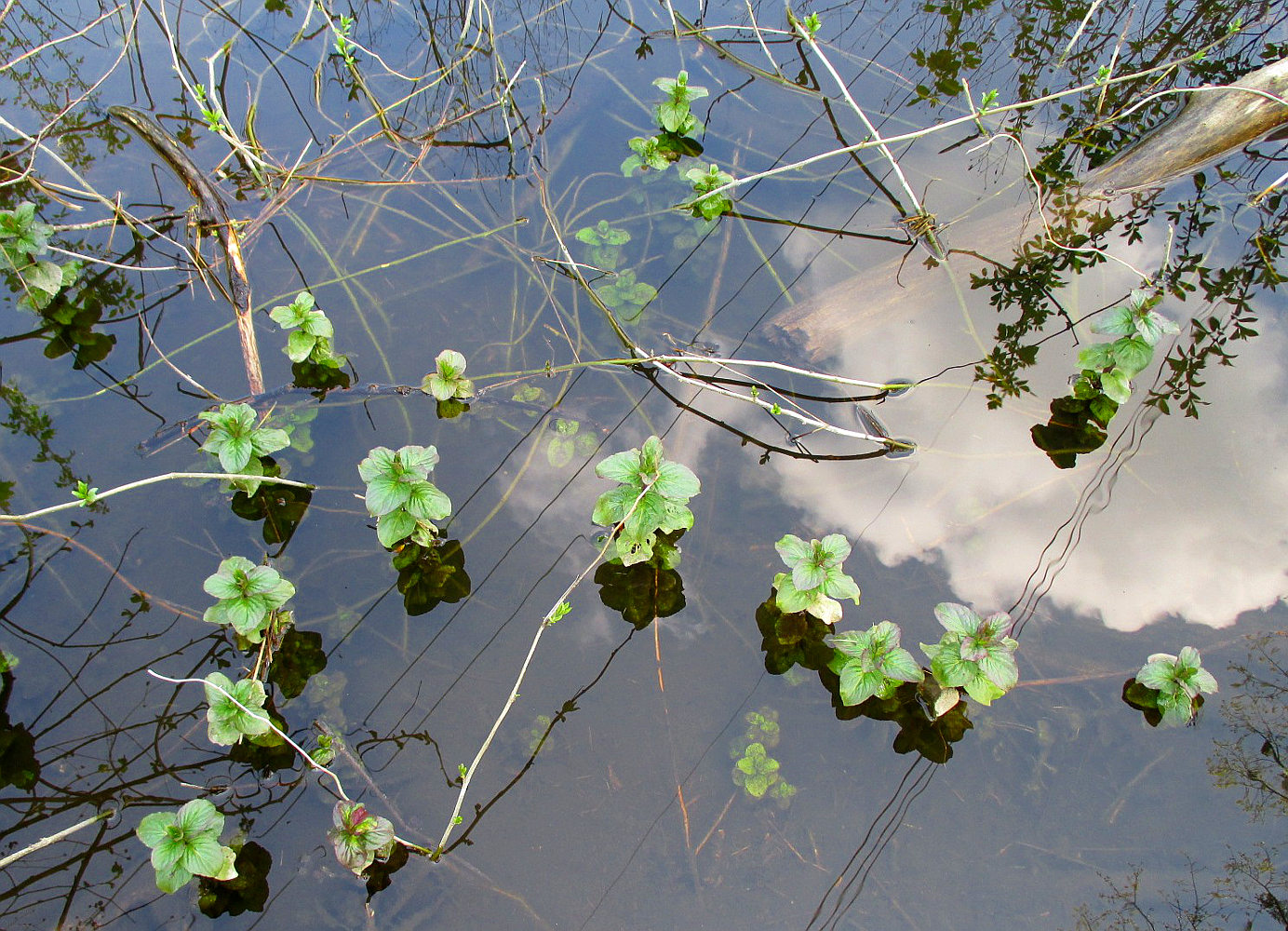 Image of Mentha aquatica specimen.