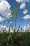 Eremurus altaicus