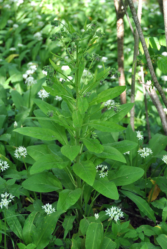 Изображение особи Solenanthus biebersteinii.