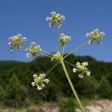 Image of taxon representative. Author is Татьяна Винокурова