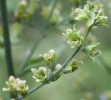 Veratrum lobelianum. Часть соцветия. Приморский р-н Архангельской обл., середина августа.