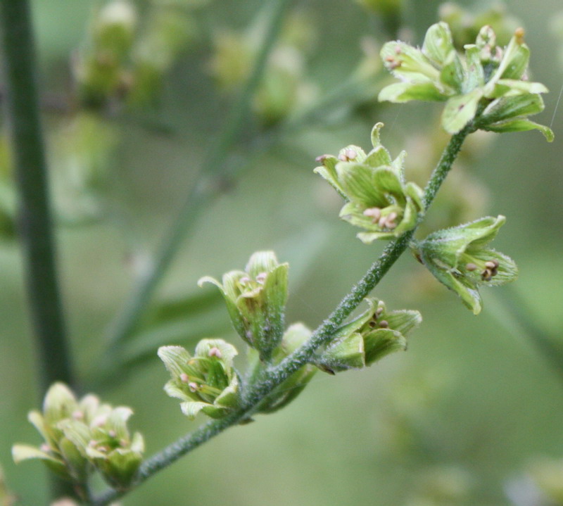 Изображение особи Veratrum lobelianum.