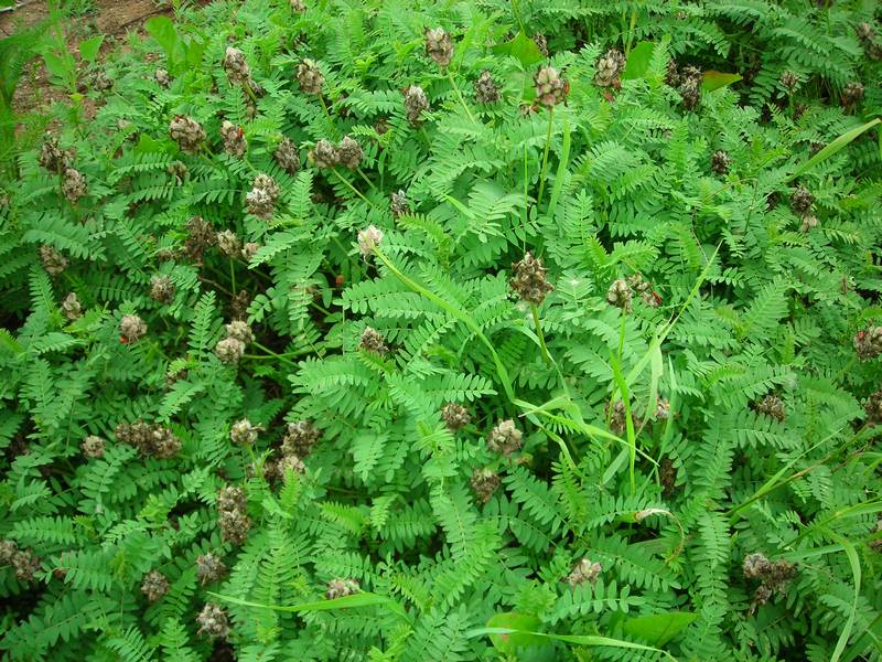 Изображение особи Astragalus danicus.