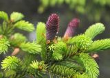 Picea abies. Верхушка ветви с молодой шишкой. Карелия, Ладожское озеро, остров Валаам. 19.06.2012.