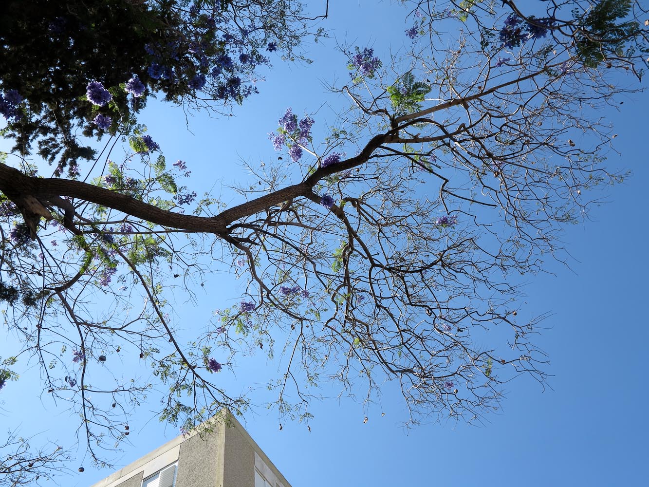 Image of Jacaranda mimosifolia specimen.