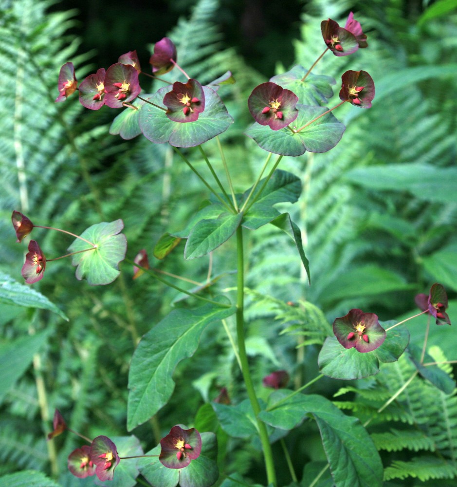 Изображение особи Euphorbia macroceras.