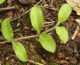 Veronica officinalis. Верхушка вегетативного побега. Украина, Львовская обл., Дрогобычский р-н, г. Трускавец, Помярки, лес. 03.06.2014.