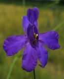 Delphinium paniculatum